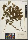 Foto von Salix aurita L.